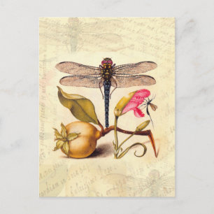 Dragonfly Botanical Nature Wildlife Postcard