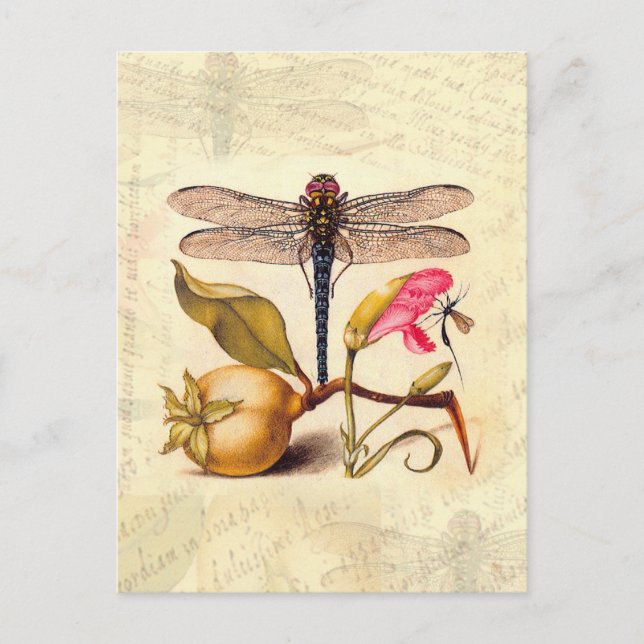 Dragonfly Botanical Nature Wildlife Postcard (Front)