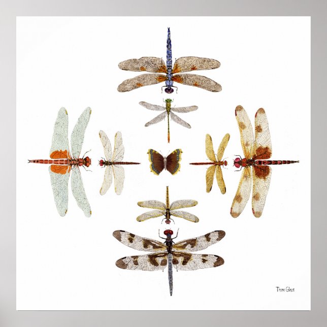 Dragonfly Bullseye Graphics Poster (Front)