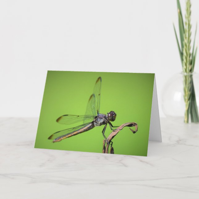 Dragonfly, card (Front)