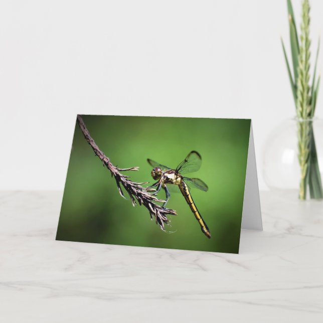 Dragonfly, card (Front)