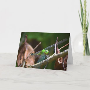 Dragonfly, card