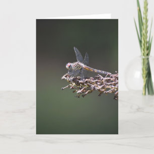 Dragonfly, card