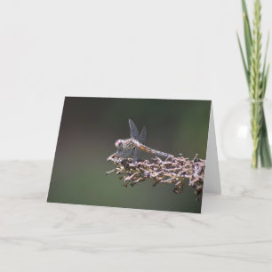 Dragonfly, card