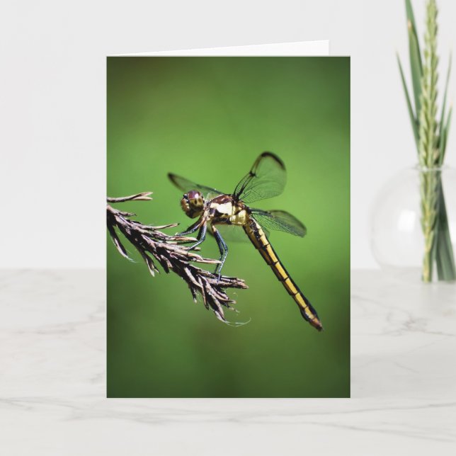 Dragonfly, carte (Devant)