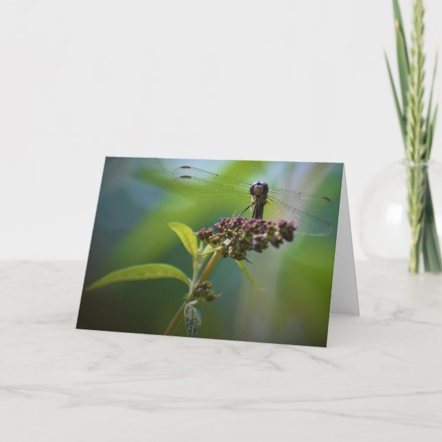 Dragonfly, carte (Devant)