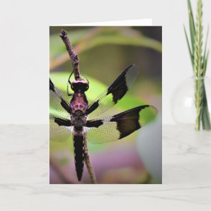 Dragonfly, carte