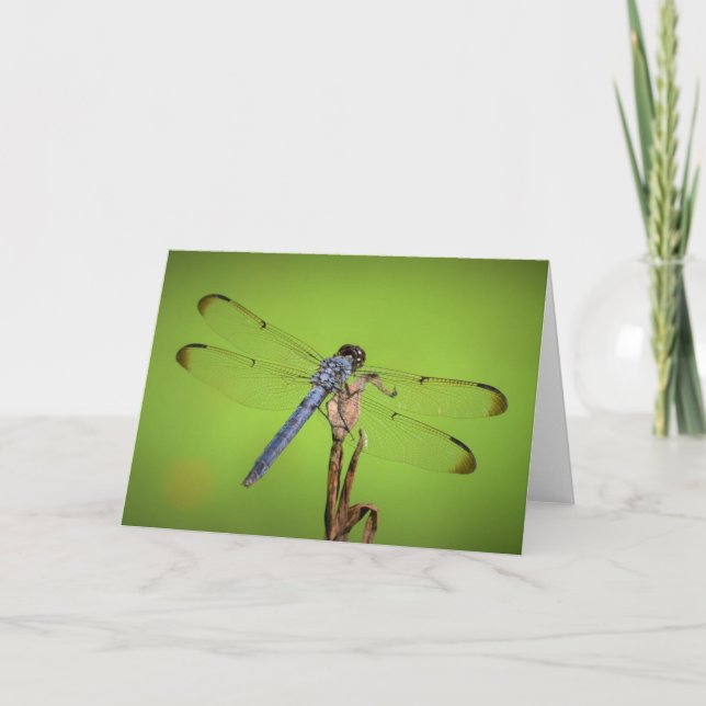Dragonfly, carte (Devant)