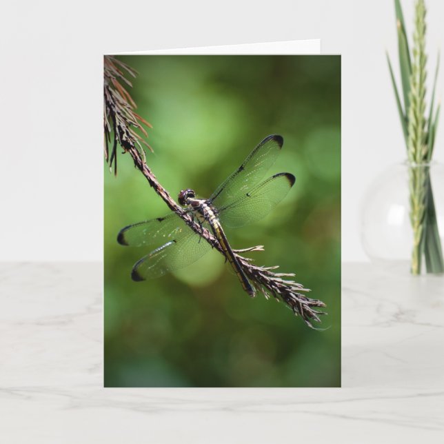 Dragonfly, carte (Devant)