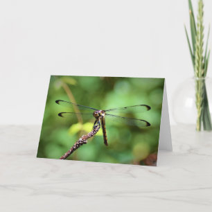 Dragonfly, carte