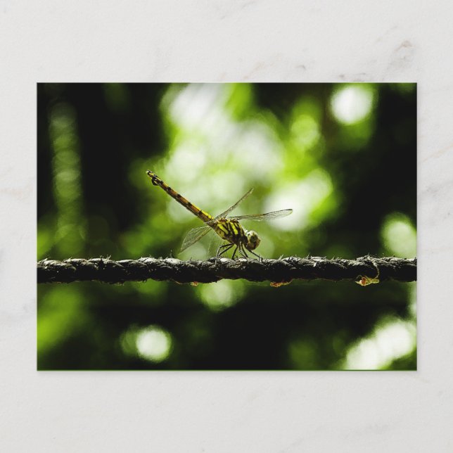 Dragonfly - carte postale (Devant)