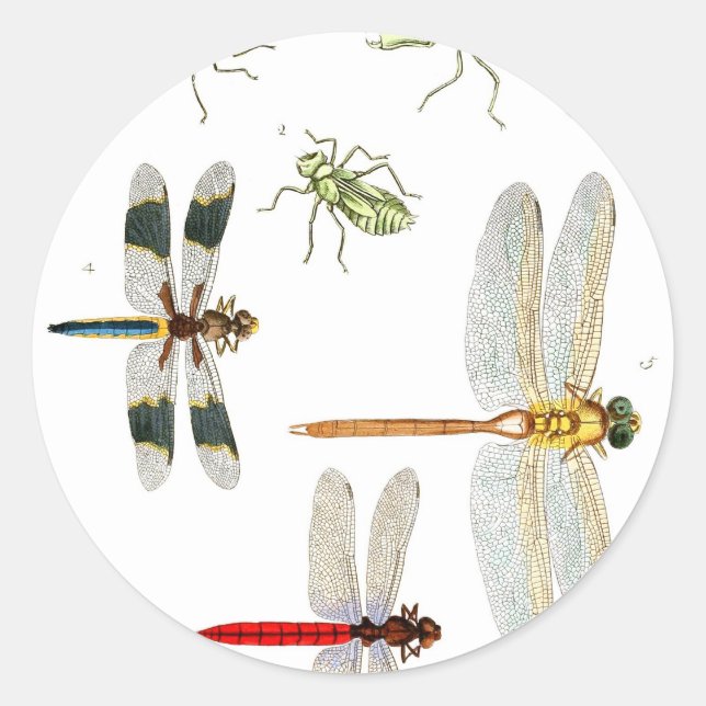 dragonfly-clip-art-4 classic round sticker (Front)