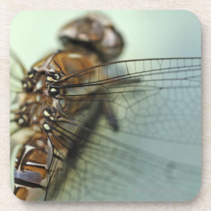 Dragonfly close-up coaster