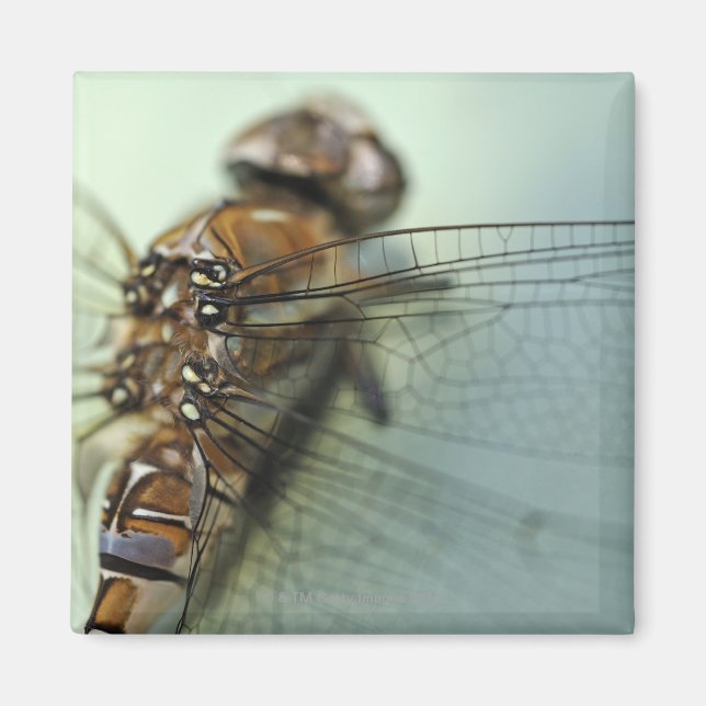 Dragonfly close-up magnet (Front)