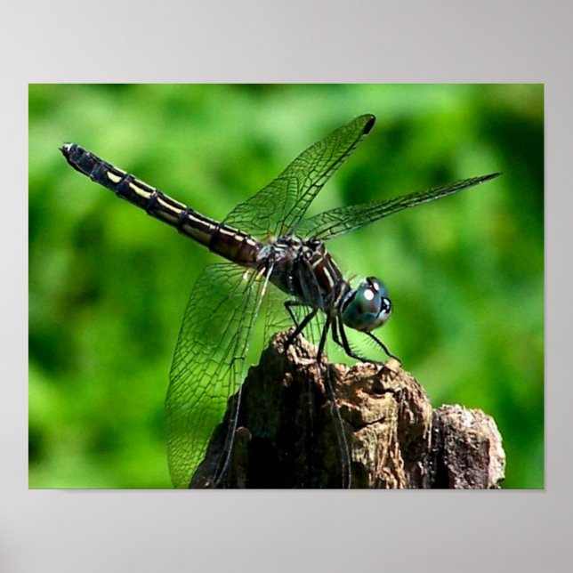 Dragonfly Close Up Nature Poster (Front)