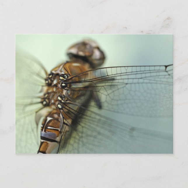 Dragonfly close-up postcard (Front)