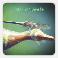 Dragonfly Co Pilot Personalized Nature