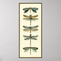 Dragonfly Collection by Chariklia Zarris