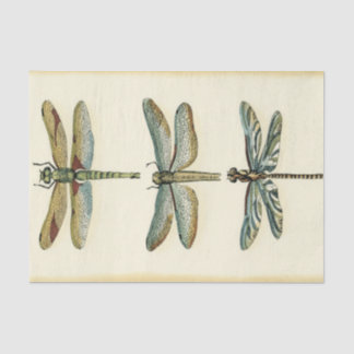 Dragonfly Collection by Chariklia Zarris Tissue Paper