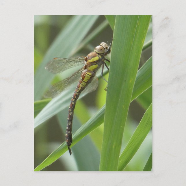 Dragonfly do-it-yourself carte postale (Devant)