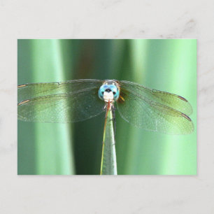Dragonfly Face Up  Postcard