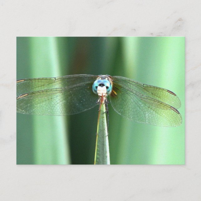 Dragonfly Face Up  Postcard (Front)