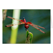Dragonfly frontale rouge et noire
