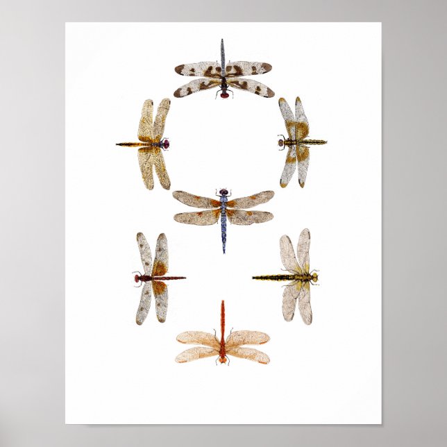 Dragonfly Graphic Art Poster (Front)