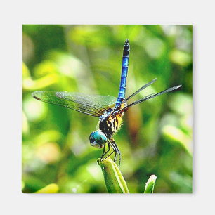Dragonfly Handstand Magnet