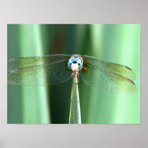 Dragonfly Hello Poster