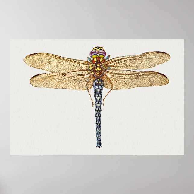 Dragonfly Illustration Poster (Front)