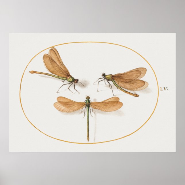 Dragonfly Illustration Poster (Front)