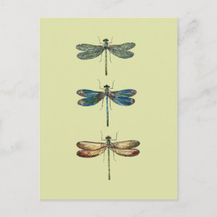 Dragonfly Illustrations Postcard