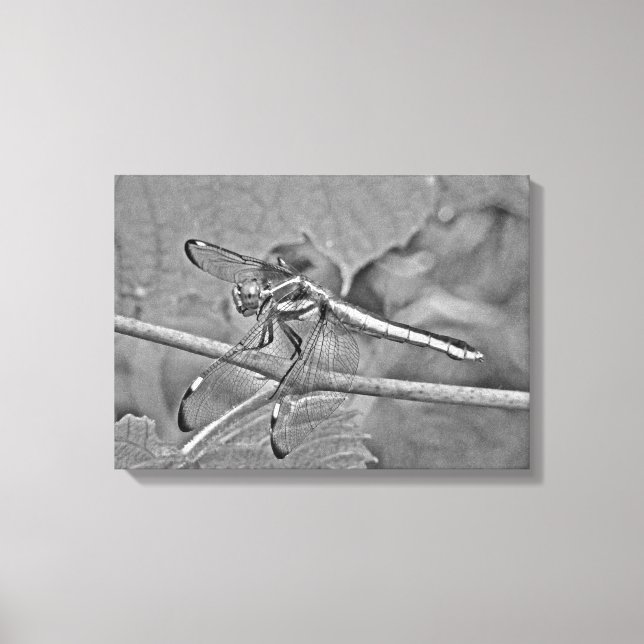 Dragonfly In Black and White Canvas Print (Front)