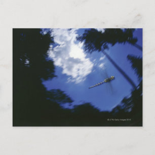 Dragonfly in flight, flapping wings postcard