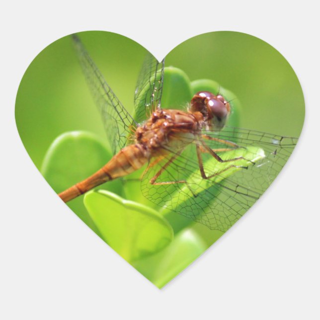 Dragonfly Landed on Green Garden Plant Heart Sticker (Front)