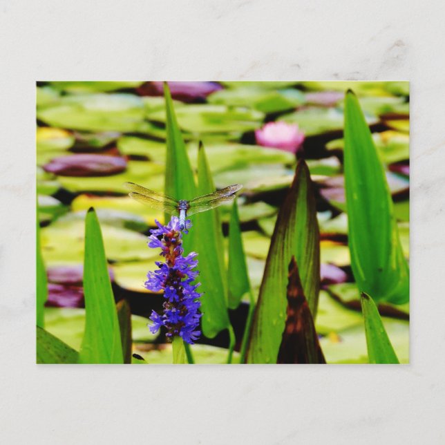 Dragonfly lotus and purple flower postcard (Front)