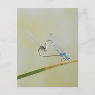 Dragonfly Love Postcard