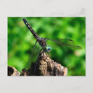 Dragonfly Macro Nature Photography Postcard
