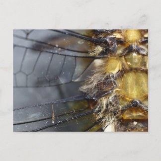Dragonfly Macro Postcard