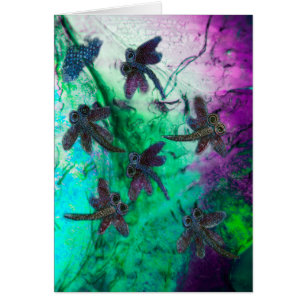 Dragonfly Magic
