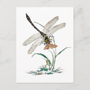 Dragonfly Magic Postcard
