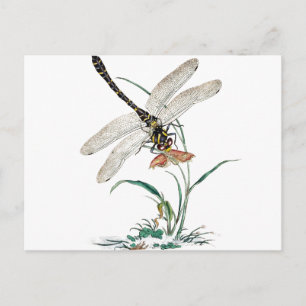 Dragonfly Magic Postcard
