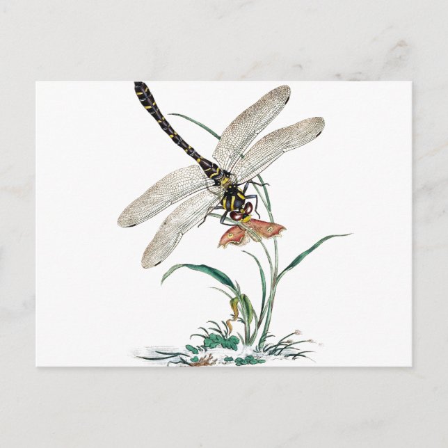 Dragonfly Magic Postcard (Front)
