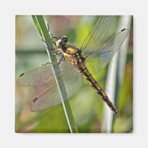 Dragonfly Magnet