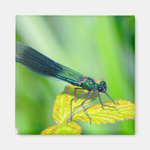 Dragonfly Magnet