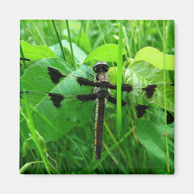 Dragonfly Magnet (Front)