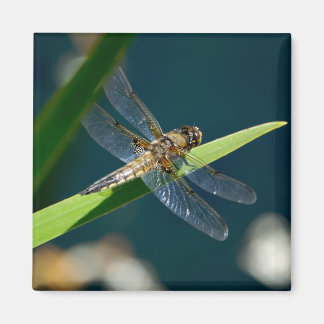 Dragonfly Magnet