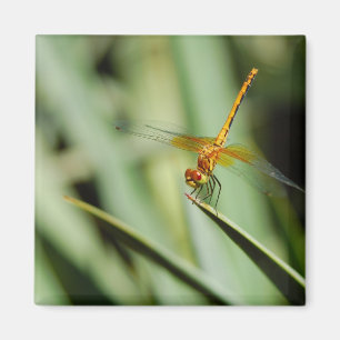 DragonFly Magnet