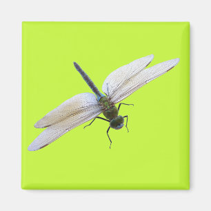Dragonfly Magnet